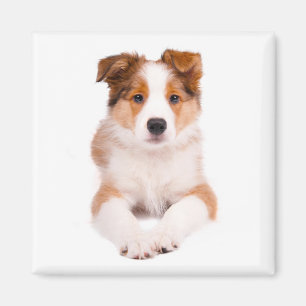 Imán personalizado de cachorro de Border Collie li
