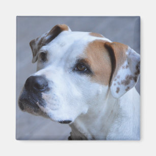 Imán personalizado de moda de la foto del mascota