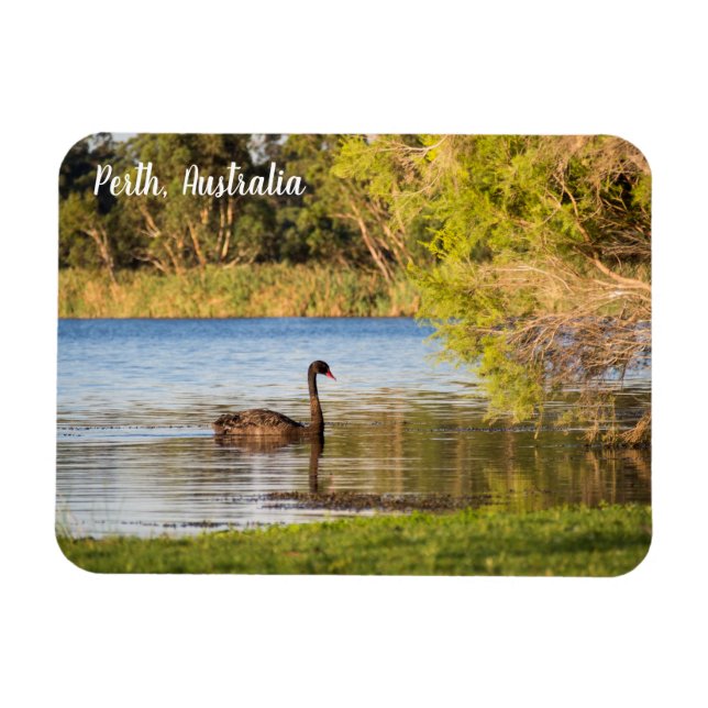 Imán Perth Black Swan Australia Magnet (Horizontal)