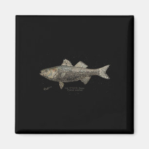 Imán Pesca de lubina rayada