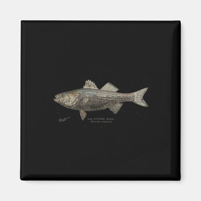 Imán Pesca de lubina rayada (Frente)