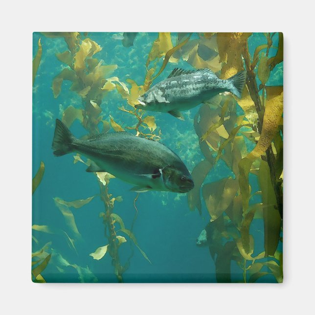 Imán Pescado (Frente)