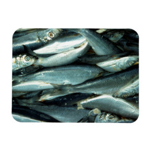 Imán Pescado