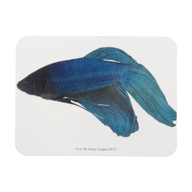 Imán Pescado Betta o pez azul masculino siamés (Horizontal)