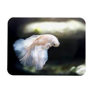 Imán Pescado blanco siamés