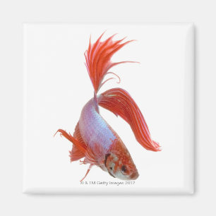 Imán Pescado combativo siamés (Betta splendens)