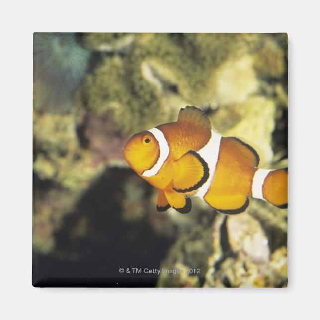 Imán Pescado común de payaso (Amphiprion ocellaris), (Frente)