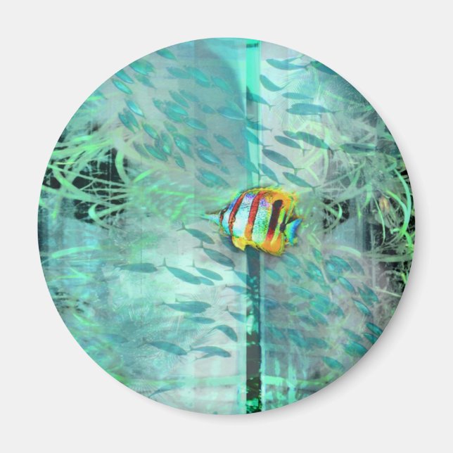 Imán Pescado de ángel de sangre nada en una escuela de  (Frente)