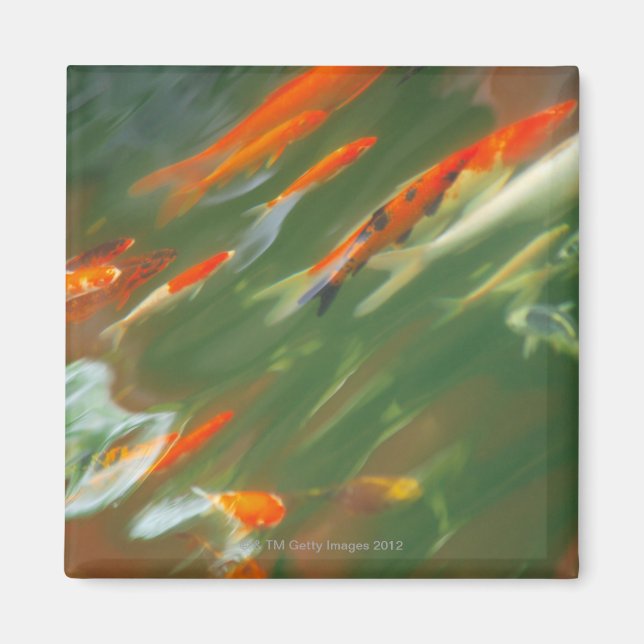 Imán Pescado de carpa de Koi nadando en un estanque (Frente)
