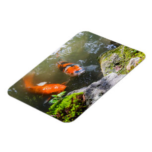Imán Pescado de Koi en un estanque