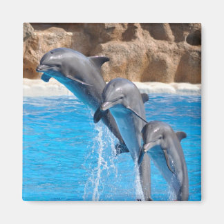 Imán Pescado de la isla de paraísos tropicales