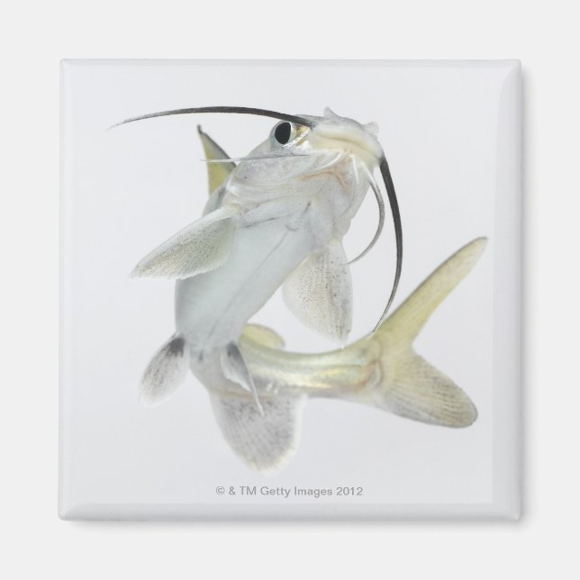 Imán Pescado de mar de tete (Hexanematichthys seemanni) (Frente)