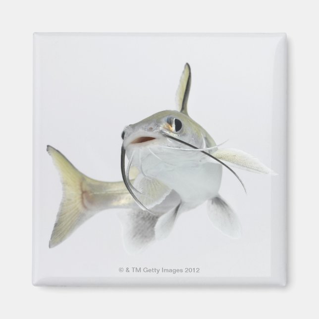 Imán Pescado de mar de tete (Hexanematichthys seemanni) (Frente)