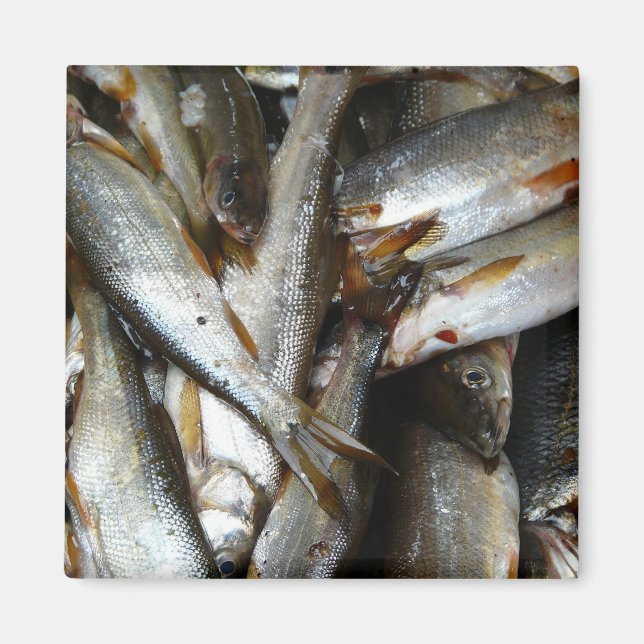 Imán Pescado de Minnow del Norte (Frente)
