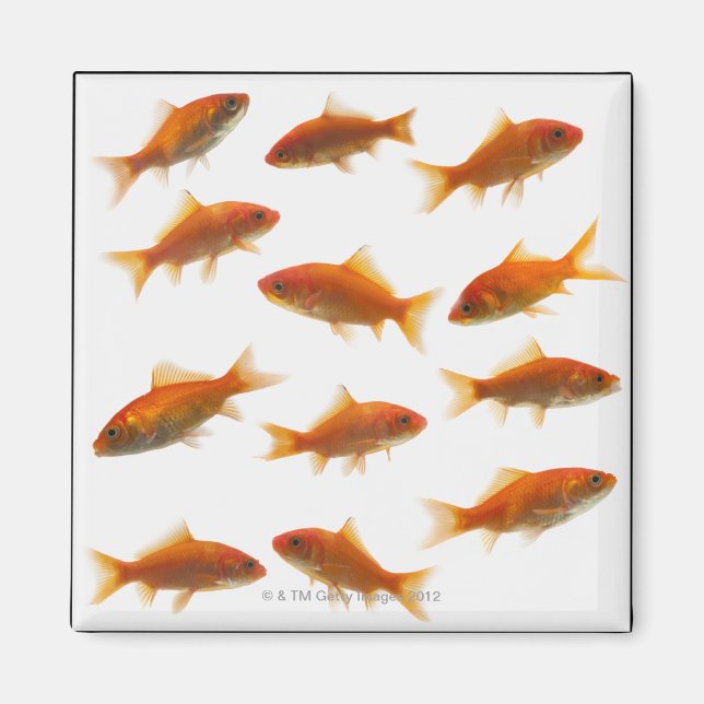 Imán Pescado de oro (Frente)