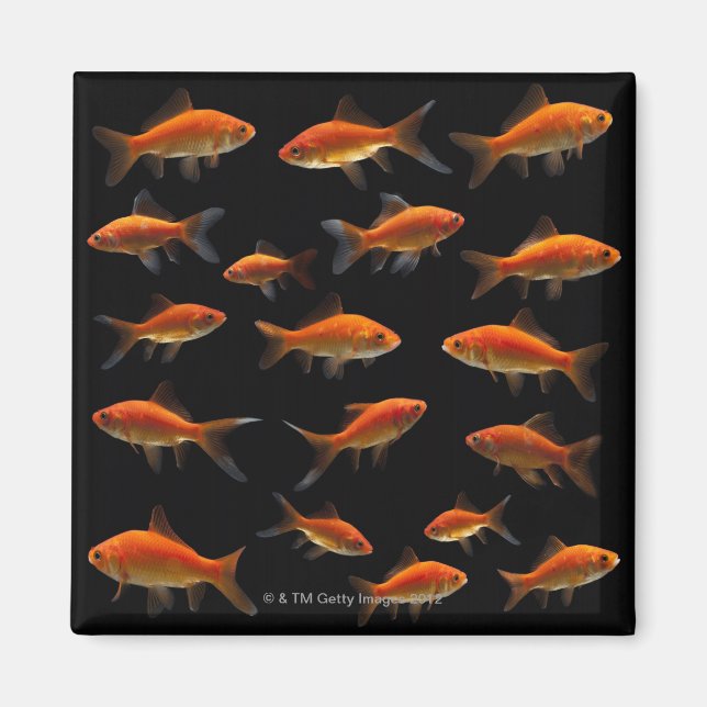Imán Pescado de oro 2 (Frente)