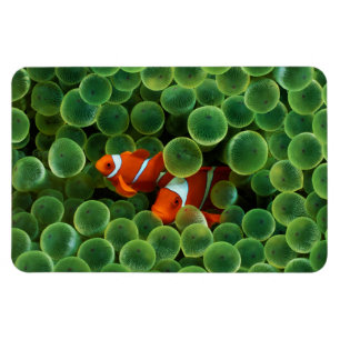 Imán Pescado de Payaso Tropical