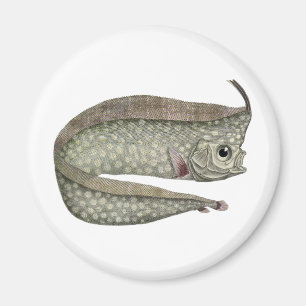 Imán Pescado de pez de oruga reposo, vida acuática mari