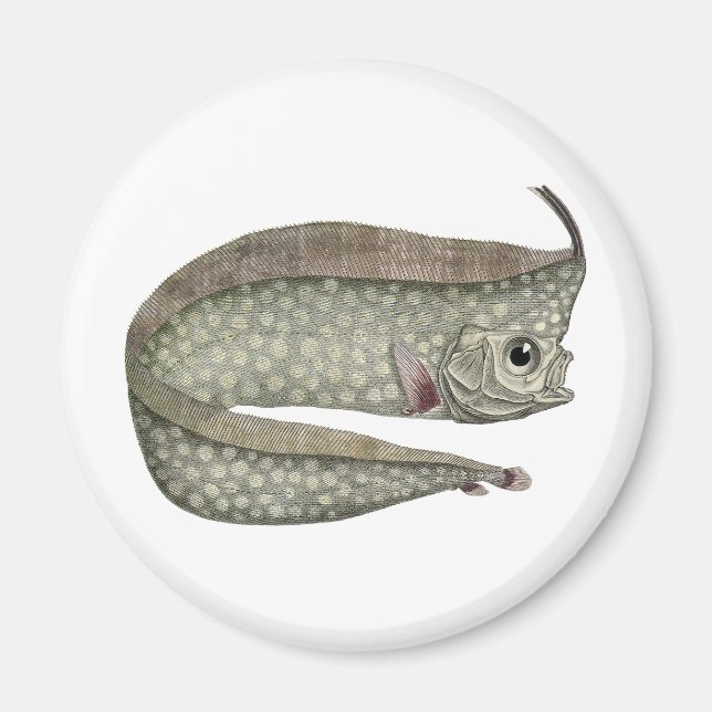 Imán Pescado de pez de oruga reposo, vida acuática mari (Frente)