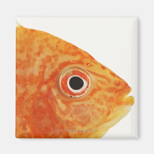 Imán Pescado de Red Deacon (Frente)