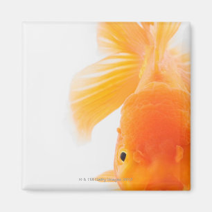 Imán Pescado dorado de cabeza de león naranja (Carassiu