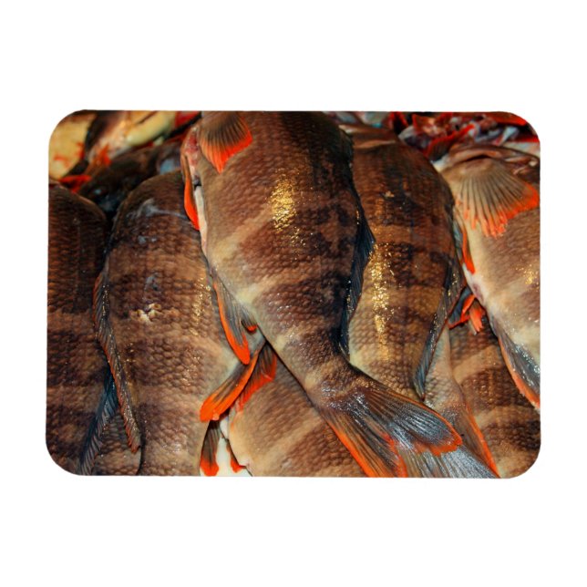 Imán Pescado fresco (Horizontal)