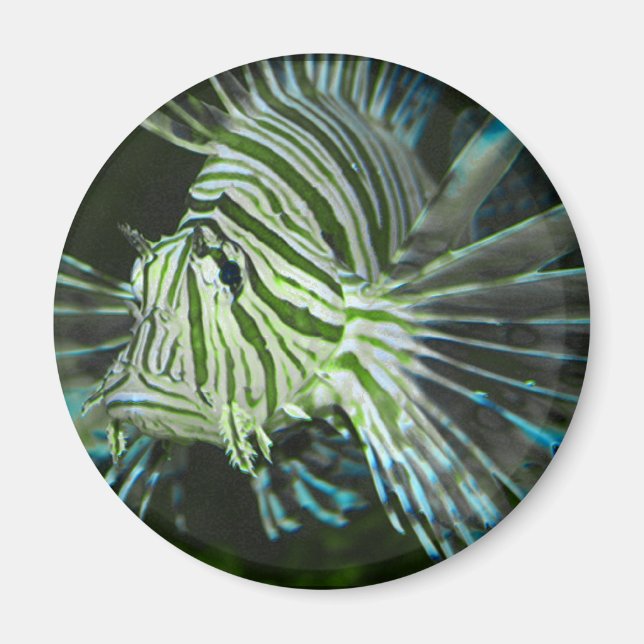 Imán Pescado gruñón (Frente)