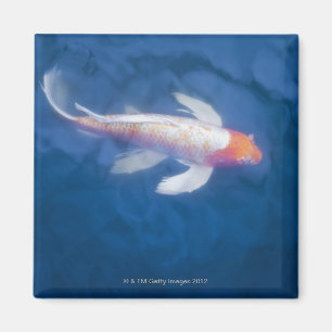 Imán Pescado koi japonés en estanque, vista de gran áng