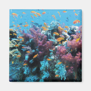 Imán Pescado Naranja tropical y coral rosa