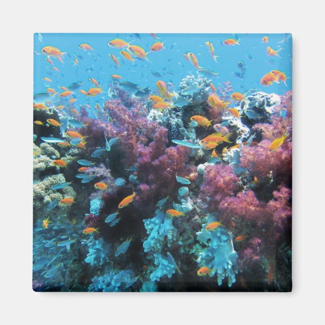 Imán Pescado Naranja tropical y coral rosa (Frente)