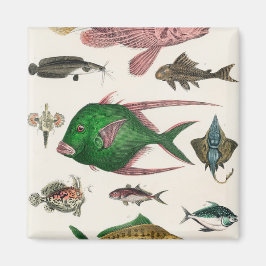 Imán pescado, océano, lindo, mar, agua, animal, pesca