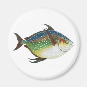 Imán Pescado Opah Tropical, Animal Acuático Marino Vint