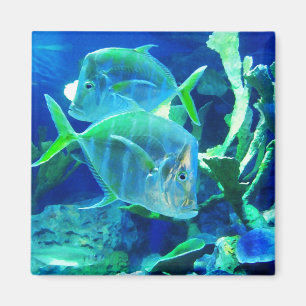 Imán Pescado tropical en azul