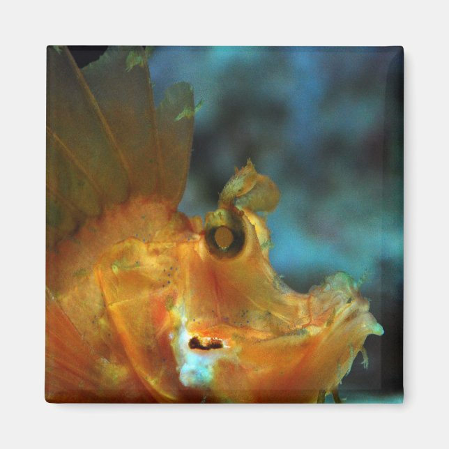 Imán pescador (Frente)