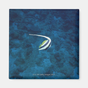 Imán Pescados 2