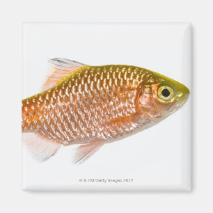 Imán Pescados atractivos de la lengüeta (conchonius de