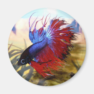 Imán Pescados beta