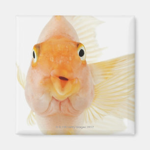 Imán Pescados de agua dulce tropicales