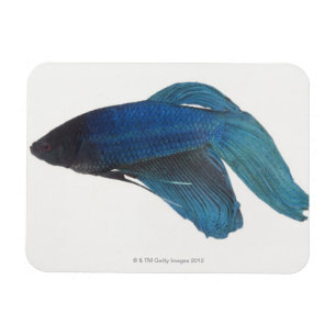 Imán Pescados de Betta o pescados que luchan siameses