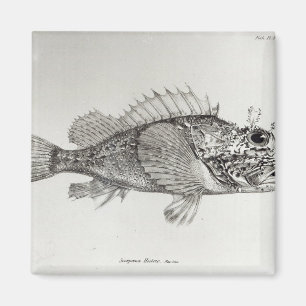 Imán Pescados de escorpión