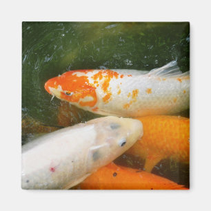 Imán Pescados de Koi