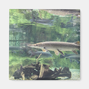 Imán Pescados de Pike