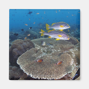 Imán Pescados de Sweetlip