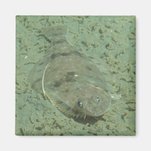 Imán Pescados del lenguado de Dover
