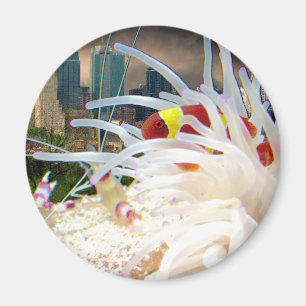 Imán Pescados del payaso