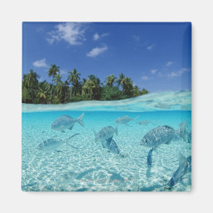 Imán Pescados en el mar