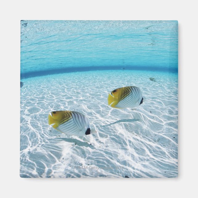 Imán Pescados en el mar 2 (Frente)