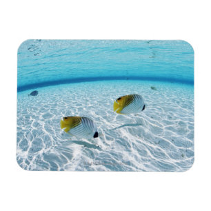 Imán Pescados en el mar 2