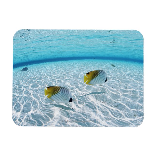 Imán Pescados en el mar 2 (Horizontal)