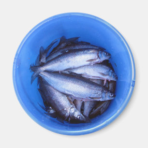 Imán Pescados en un cubo